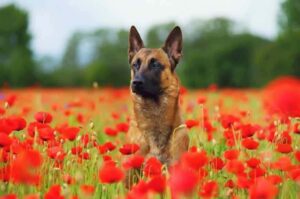 Бельгийская овчарка малинуа и красные цветы