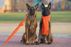 Бельгийские овчарки малинуа: красивое фото