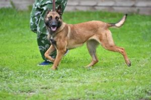 Дрессировка бельгийской овчарки малинуа