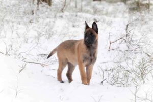Щенок бельгийской овчарки малинуа: фото зимой