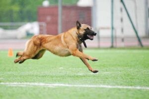 Бельгийская овчарка малинуа стремительно бежит