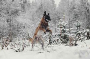 Бельгийская овчарка малинуа в снегу