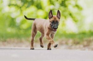 Бельгийская овчарка малинуа (щенок)