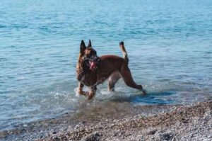 Бельгийская овчарка малинуа в бежит по воде