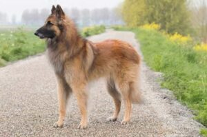 Характеристика бельгийской овчарки тервюрен