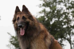 Бельгийская овчарка тервюрен: фото