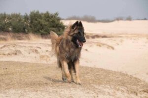 Бельгийская овчарка тервюрен