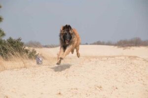 Овчарка тервюрен бежит по песку