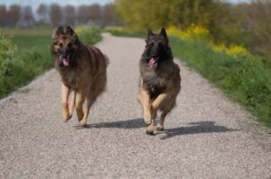 Две бельгийских овчарки тервюрен