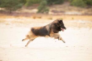 Бегущая овчарка тервюрен