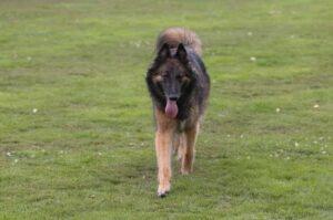 Тервюрен: фото