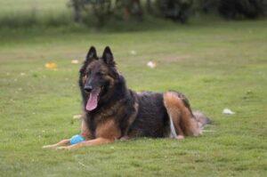 Бельгийская овчарка тервюрен лежит на лужайке