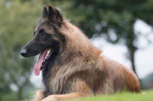 Овчарка тервюрен: фото