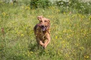 Собака бладхаунд бежит по траве