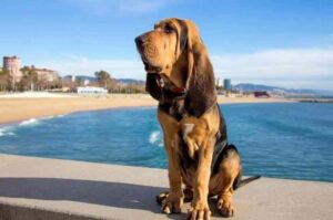 Собака бладхаунд: портретное фото