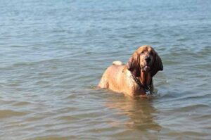 Собака бладхаунд в воде