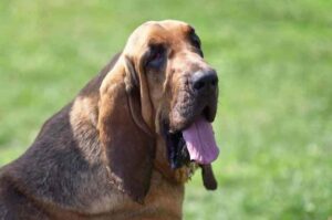 Бладхаунд крупным планом