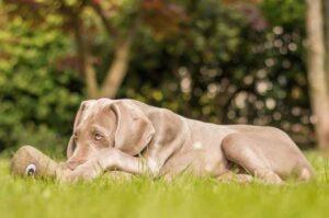 Щенок бладхаунда лежит в траве
