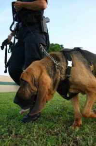 Бладхаунд на службе