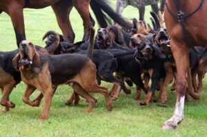 Собаки породы бладхаунд как охотники