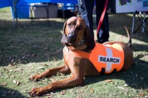 Бладхаунд на выставке