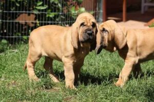 Два красивых щенка бладхаунда