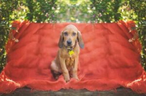 Щенок бладхаунда