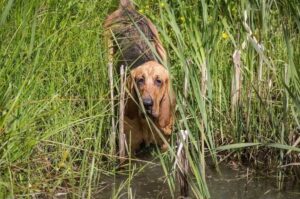 Бладхаунд-охотник