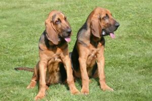 Два бладхаунда сидят на траве