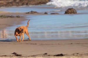 Бладхаунд гуляет на морском побережье