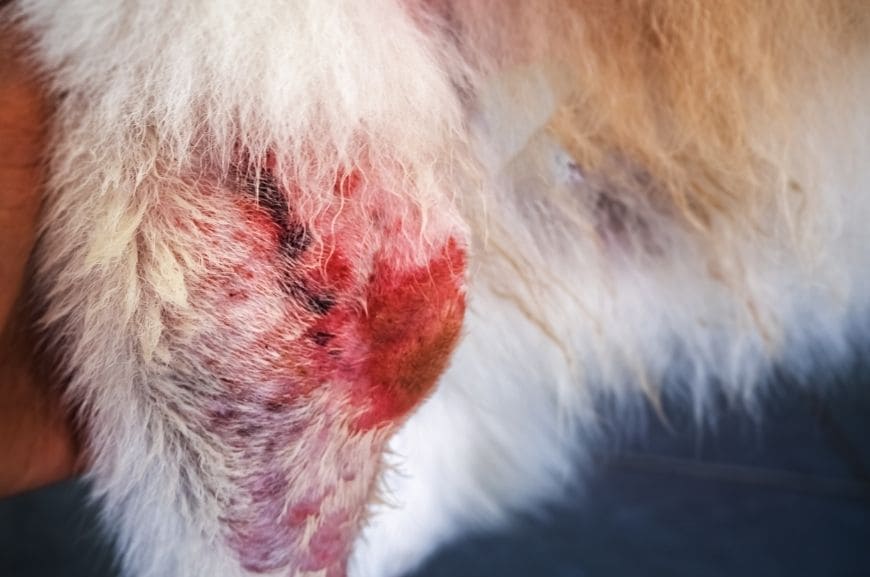Заболевание кожи от блох у собаки 