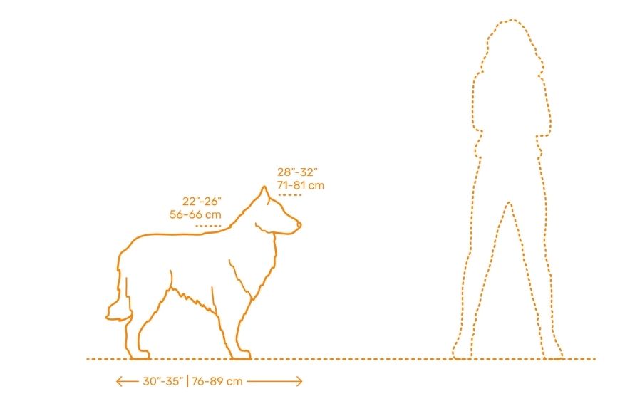 Размеры бельгийской овчарки грюнендаль
