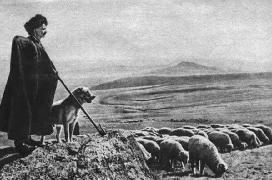 История происхождения кавказской овчарки