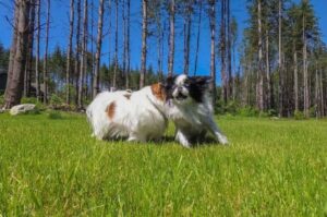 Два японских хина играют на траве Японские хины резвятся на траве