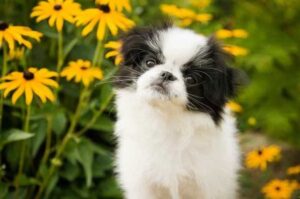 Японский хин: фото щенка Фотография щенка японского хина