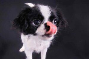 Японский хин с высунутым языком Японский хин