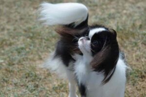 Собака японский хин Взрослая собака японский хин