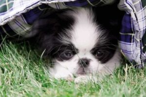 Милый щенок японского хина Щеночек японсокго хина