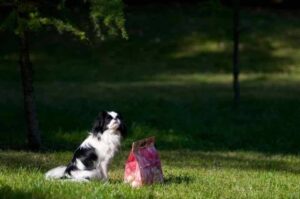 Портрет японского хина Собачка породы японский хин