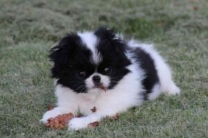 Японский хин щенок Щенок японского хина