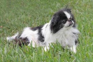 Японский хин лежит в траве Собака японский хин лежит в траве