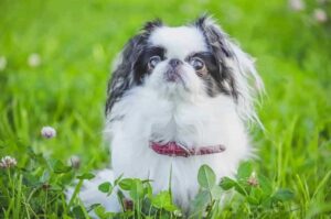 Японский хин: фото Японский хин: фото крупным планом