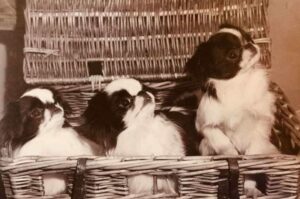 Японские хины Собаки породы японский хин