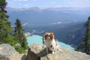 Японский хин: красивое фото Красивое фото собаки породы японский хин