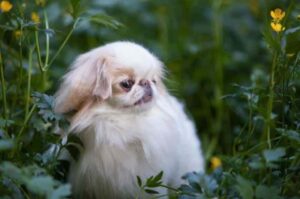 Японский хин альбинос Японский хин белого окраса