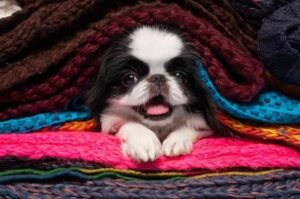 Щенок породы собак японский хин Милый щенок японского хина