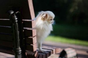 Японский хин сидит на лавочке Японский хин грустит на лавочке