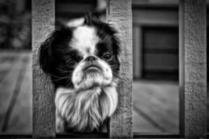 Скучающий японский хин Скучающая собака породы японский хин