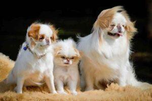 Красивые японские хины Красивые собаки породы японский хин