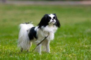 Как японский хин поддается дрессировке Как дрессировать японского хина